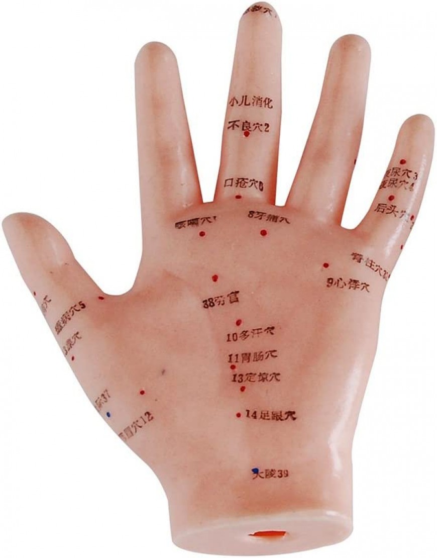 66fit Akupunkturmodell der Hand – 13 cm – Druckpunkte und Meridiane - BRCVU8WN