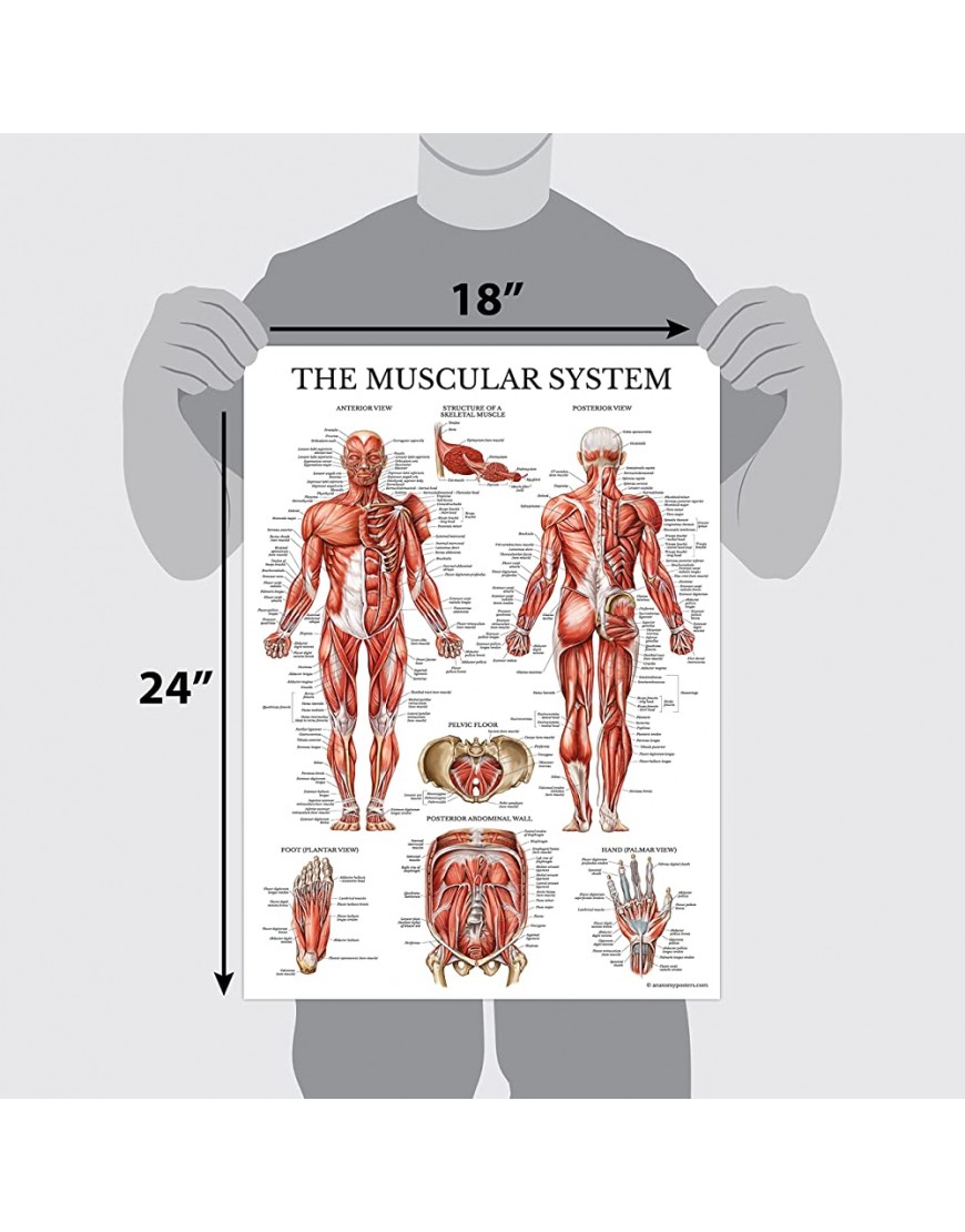 QuickFit Barbell Workouts and Muscle System Anatomy Poster Set – laminiert 2 Diagramme Set – Langhantel Übung Routine & Muscle Anatomy Diagramm 45,7 x 68,6 cm - BCNMN2EK