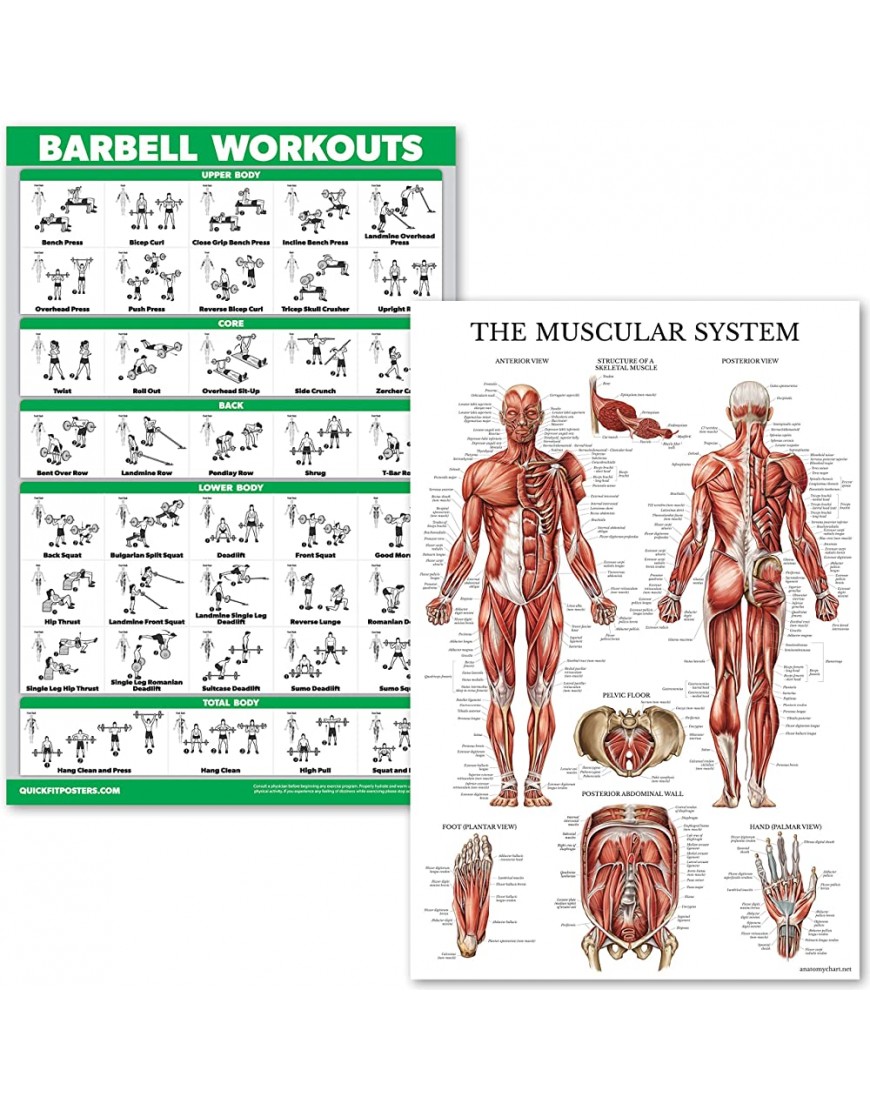 QuickFit Barbell Workouts and Muscle System Anatomy Poster Set – laminiert 2 Diagramme Set – Langhantel Übung Routine & Muscle Anatomy Diagramm 45,7 x 68,6 cm - BCNMN2EK
